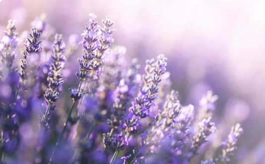 Lavender Oil