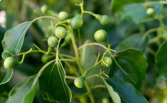 Camphor Essential Oil