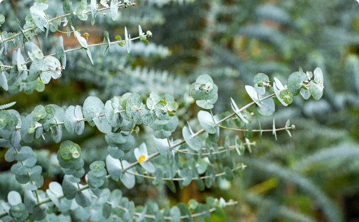 Eucalyptus Blue Gum Oil