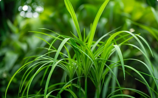 Vetiver Oil